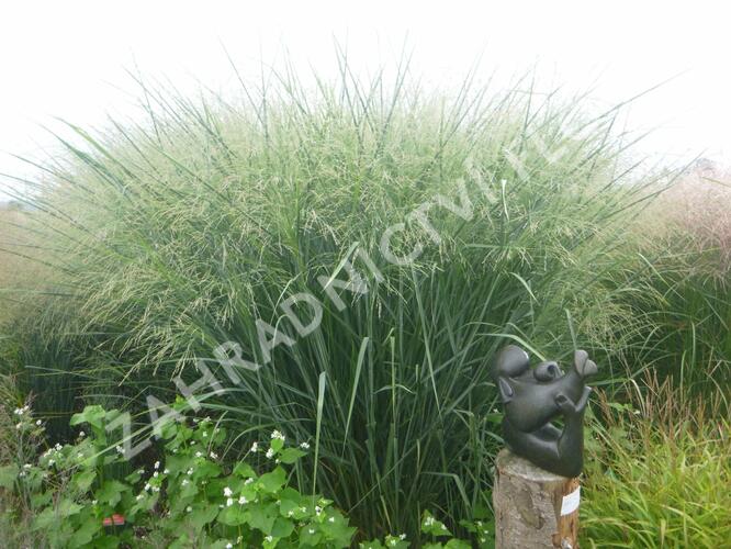 Proso prutnaté 'Cloud Nine' - Panicum virgatum 'Cloud Nine'