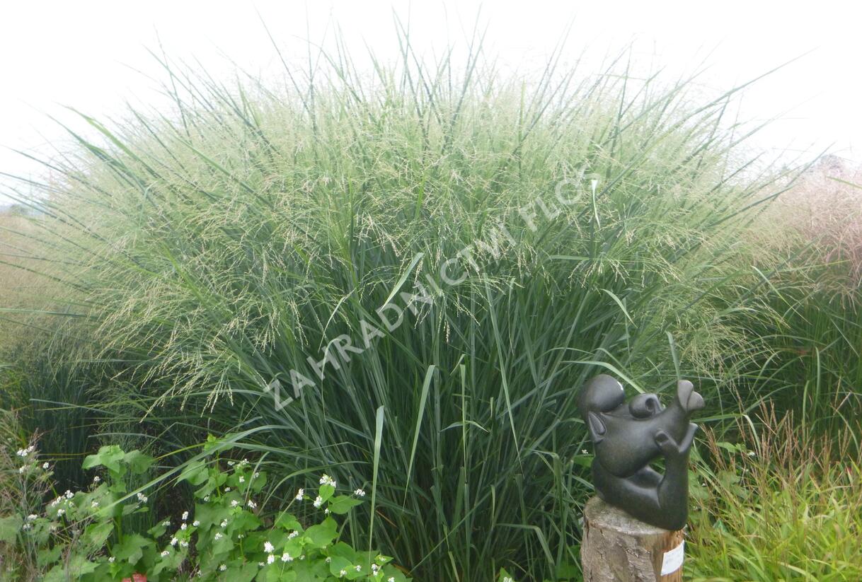 Proso prutnaté 'Cloud Nine' - Panicum virgatum 'Cloud Nine'
