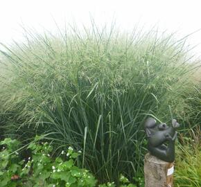 Proso prutnaté 'Cloud Nine' - Panicum virgatum 'Cloud Nine'