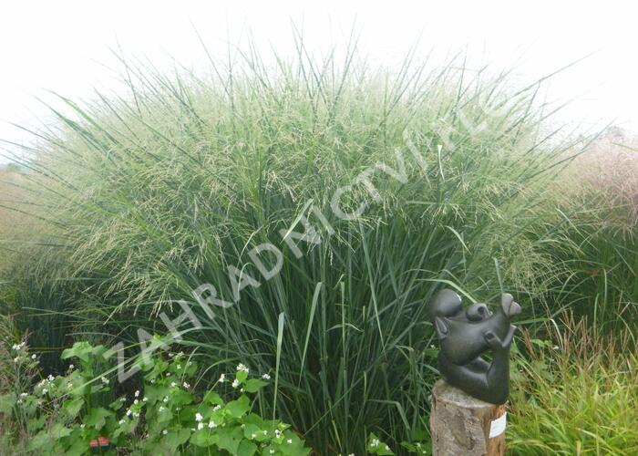Proso prutnaté 'Cloud Nine' - Panicum virgatum 'Cloud Nine'