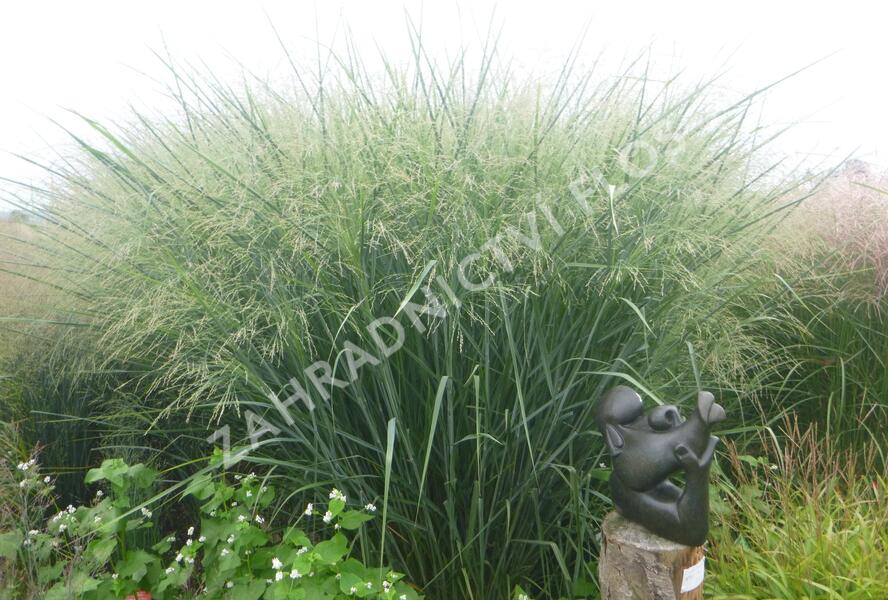 Proso prutnaté 'Cloud Nine' - Panicum virgatum 'Cloud Nine'