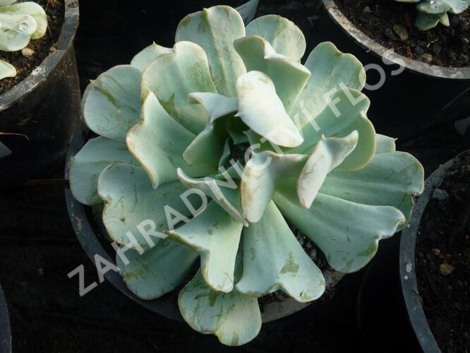 Dužnatka - Echeveria runyonii