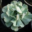 Dužnatka - Echeveria runyonii