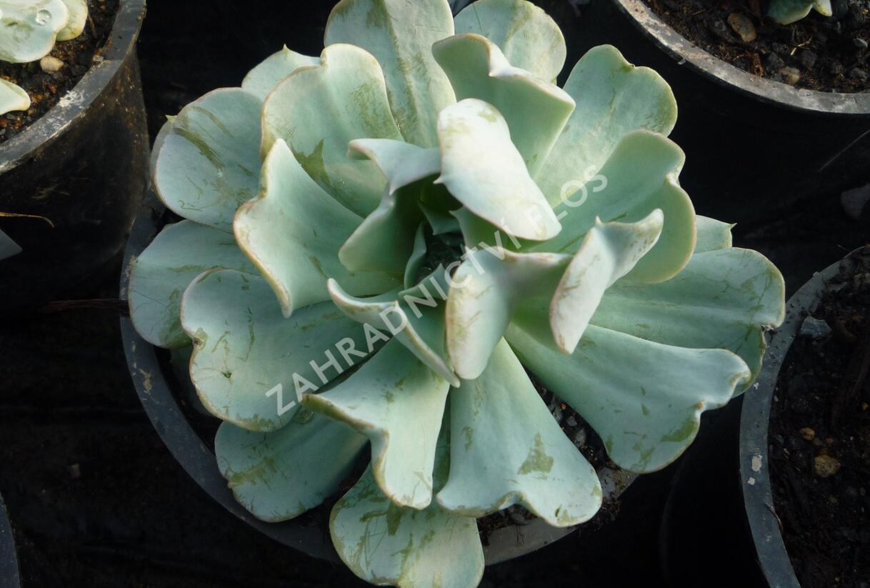 Dužnatka - Echeveria runyonii