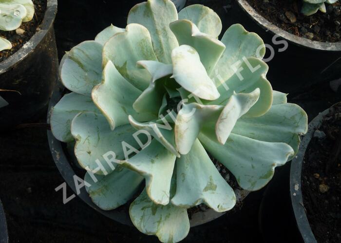 Dužnatka - Echeveria runyonii
