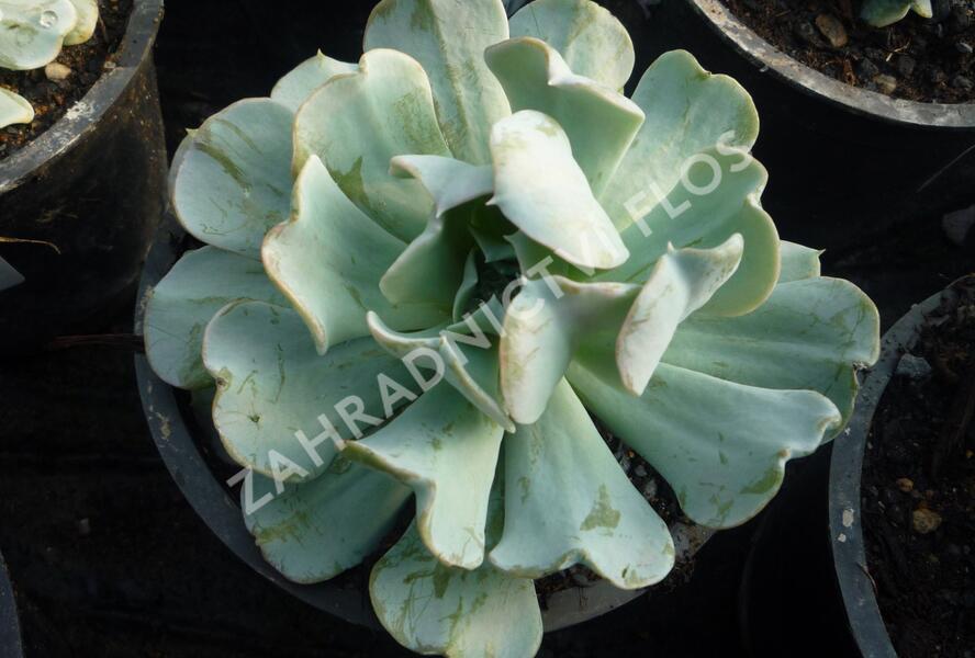 Dužnatka - Echeveria runyonii