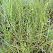 Ozdobnice čínská 'Zebrinus' - Miscanthus sinensis 'Zebrinus'
