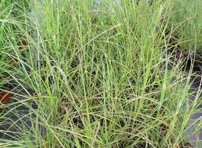 Ozdobnice čínská 'Zebrinus' - Miscanthus sinensis 'Zebrinus'