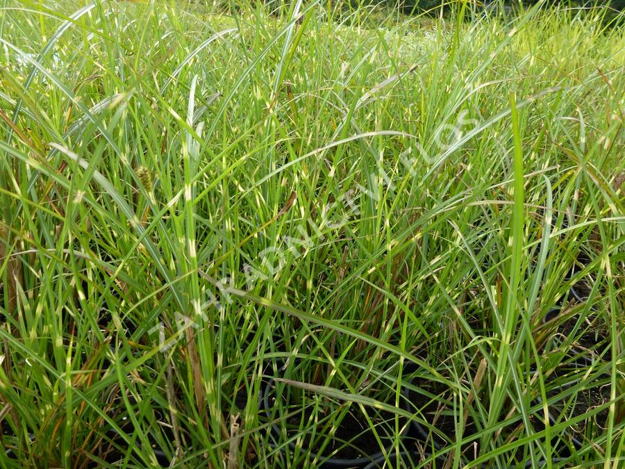 Ozdobnice čínská 'Zebrinus' - Miscanthus sinensis 'Zebrinus'