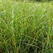 Ozdobnice čínská 'Zebrinus' - Miscanthus sinensis 'Zebrinus'