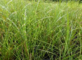 Ozdobnice čínská 'Zebrinus' - Miscanthus sinensis 'Zebrinus'