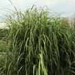 Ozdobnice čínská 'Zebrinus' - Miscanthus sinensis 'Zebrinus'