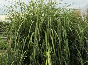 Ozdobnice čínská 'Zebrinus' - Miscanthus sinensis 'Zebrinus'