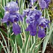 Kosatec bledý 'Variegata' - Iris pallida 'Variegata'