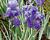 Kosatec bledý 'Variegata'