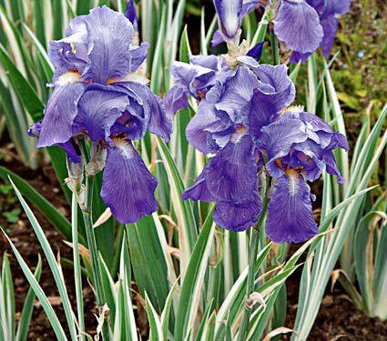 Kosatec bledý 'Variegata' - Iris pallida 'Variegata'