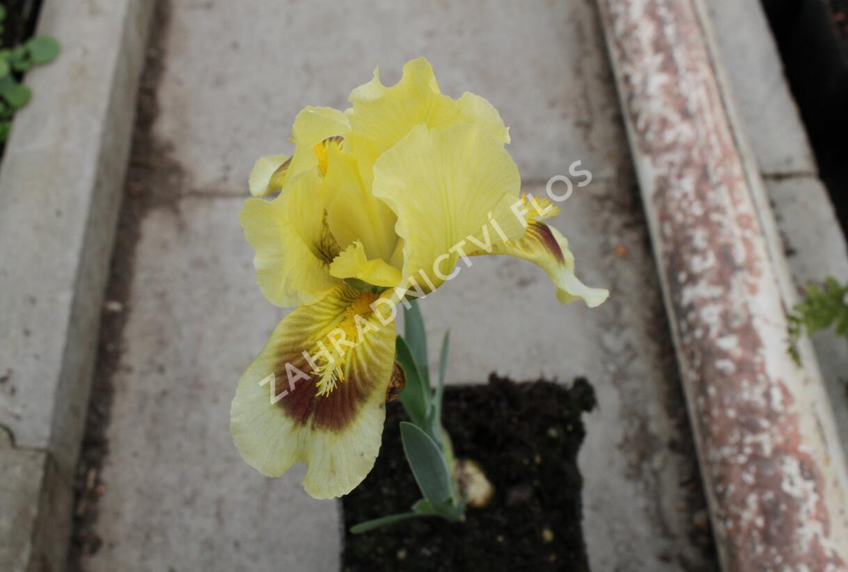 Kosatec bledý - Iris pallida