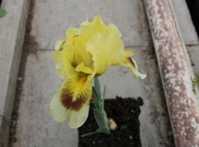 Kosatec bledý - Iris pallida