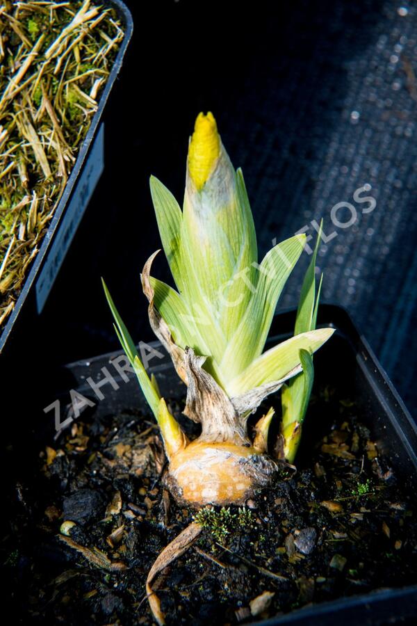 Kosatec bledý - Iris pallida