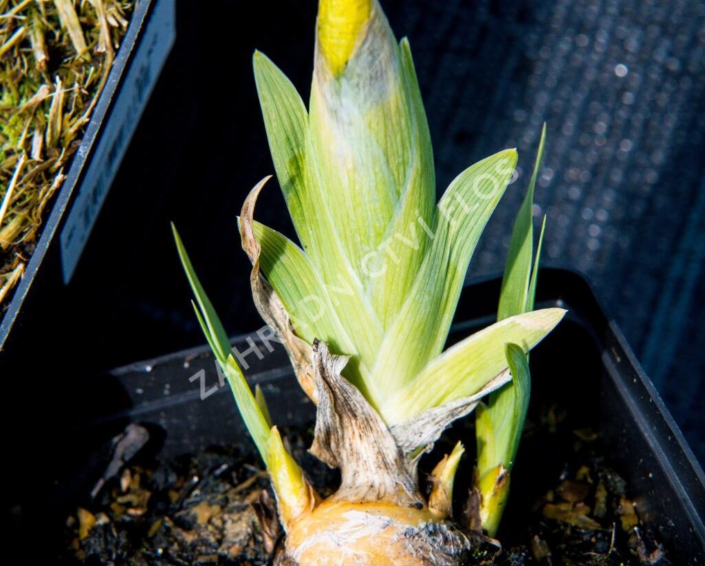 Kosatec bledý - Iris pallida