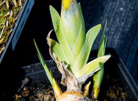 Kosatec bledý - Iris pallida