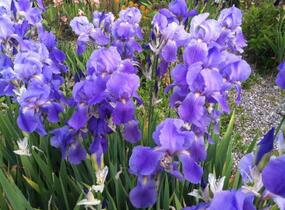 Kosatec bledý - Iris pallida