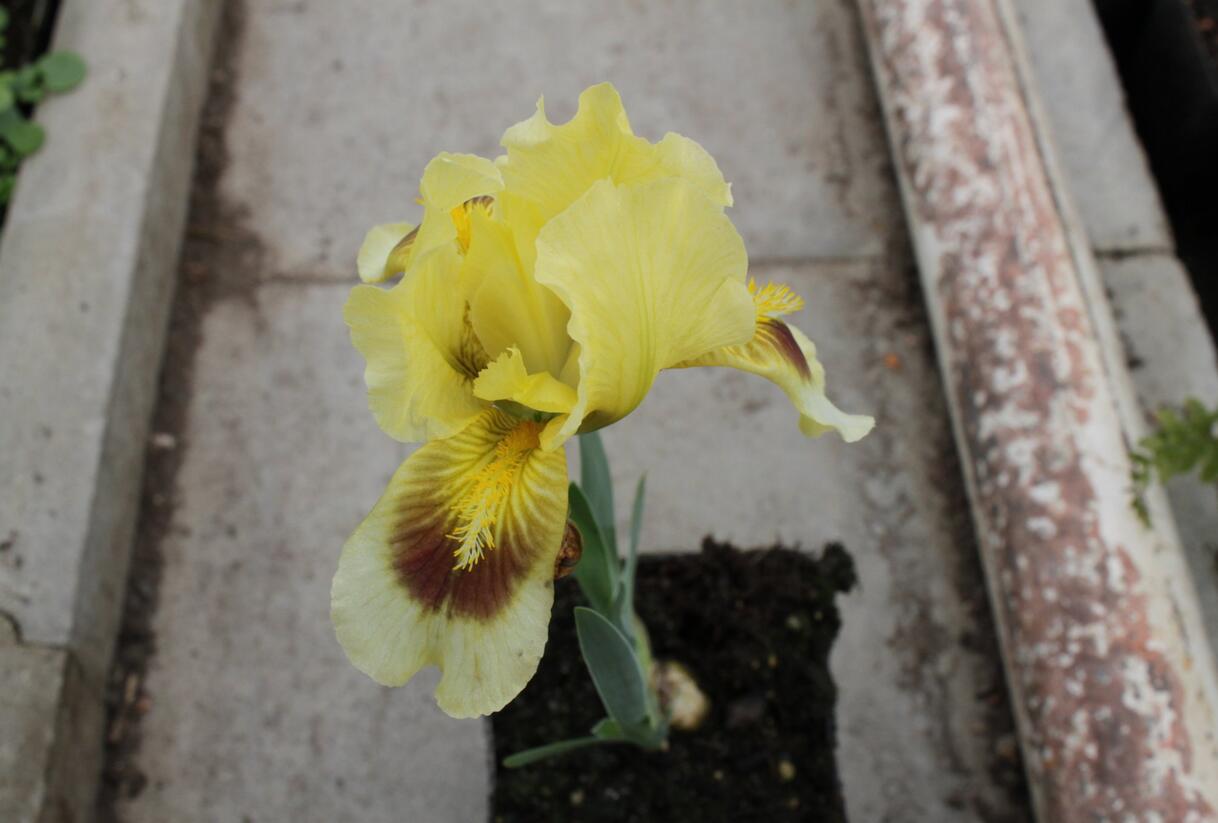 Kosatec bledý - Iris pallida
