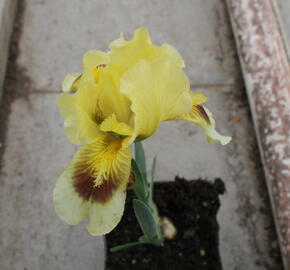 Kosatec bledý - Iris pallida