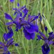 Kosatec - Iris bulleyana