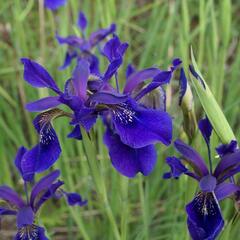 Kosatec - Iris bulleyana