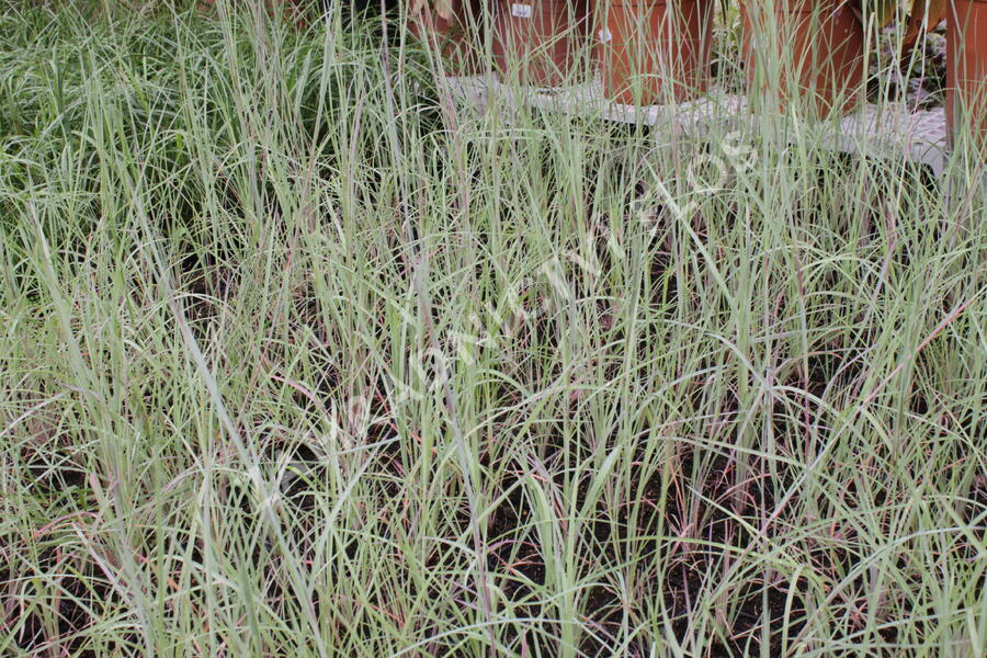 Vousatice metlatá 'The Blues' - Andropogon scoparius 'The Blues'