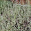 Vousatice metlatá 'The Blues' - Andropogon scoparius 'The Blues'