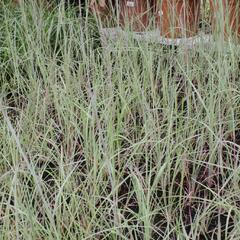 Vousatice metlatá 'The Blues' - Andropogon scoparius 'The Blues'