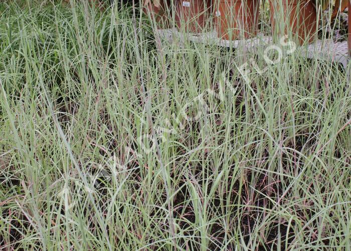 Vousatice metlatá 'The Blues' - Andropogon scoparius 'The Blues'