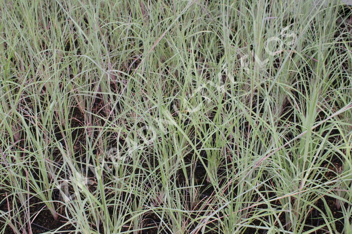 Vousatice metlatá 'The Blues' - Andropogon scoparius 'The Blues'