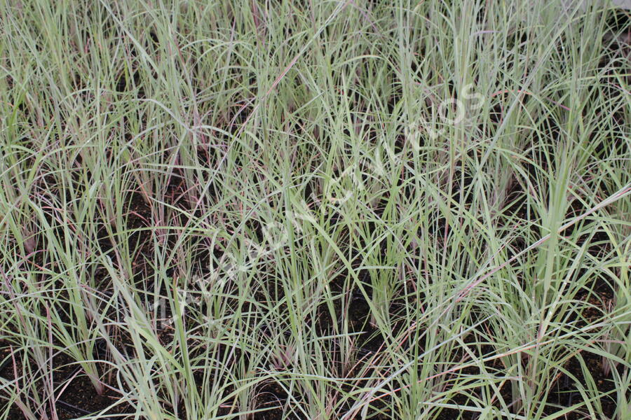 Vousatice metlatá 'The Blues' - Andropogon scoparius 'The Blues'
