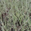 Vousatice metlatá 'The Blues' - Andropogon scoparius 'The Blues'