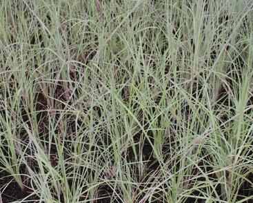 Vousatice metlatá 'The Blues'