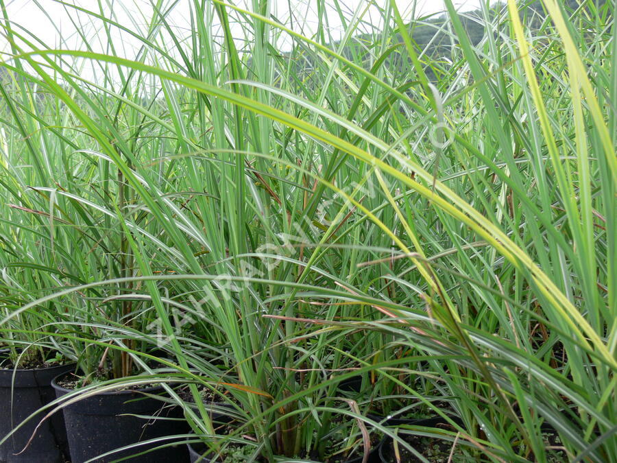 Ozdobnice čínská 'Sirene' - Miscanthus sinensis 'Sirene'