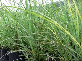 Ozdobnice čínská 'Sirene' - Miscanthus sinensis 'Sirene'