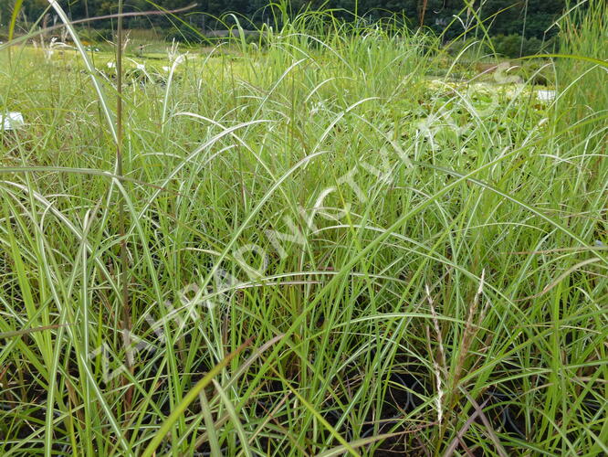 Ozdobnice čínská 'Sirene' - Miscanthus sinensis 'Sirene'