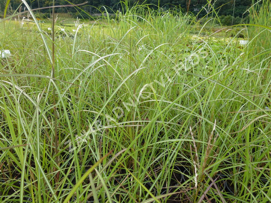 Ozdobnice čínská 'Sirene' - Miscanthus sinensis 'Sirene'