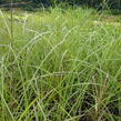 Ozdobnice čínská 'Sirene' - Miscanthus sinensis 'Sirene'