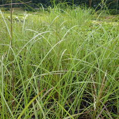 Ozdobnice čínská 'Sirene' - Miscanthus sinensis 'Sirene'