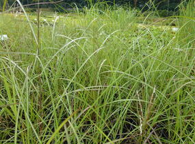 Ozdobnice čínská 'Sirene' - Miscanthus sinensis 'Sirene'
