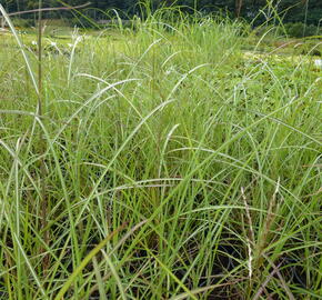 Ozdobnice čínská 'Sirene' - Miscanthus sinensis 'Sirene'