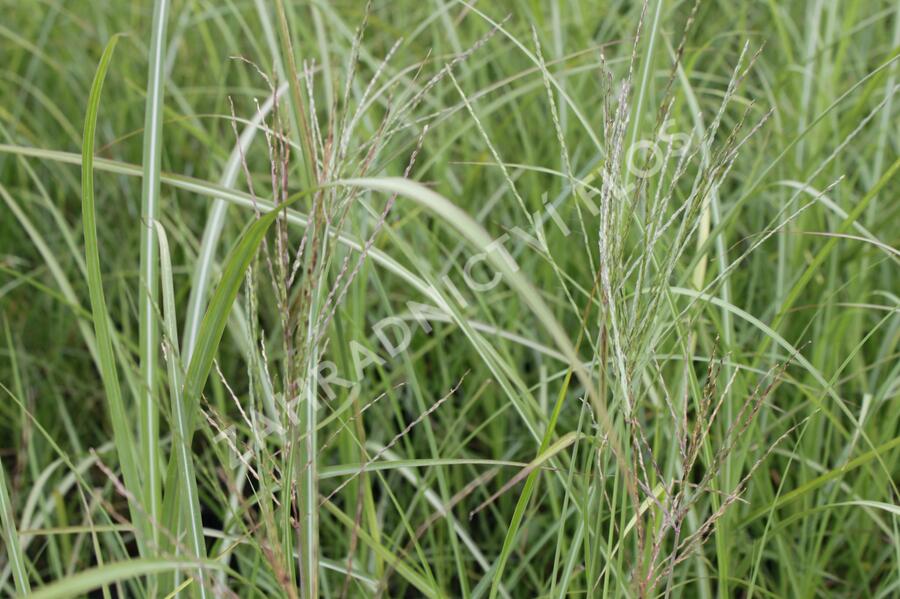 Ozdobnice čínská 'Sirene' - Miscanthus sinensis 'Sirene'