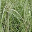 Ozdobnice čínská 'Sirene' - Miscanthus sinensis 'Sirene'