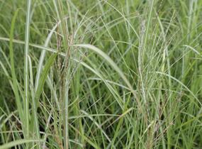 Ozdobnice čínská 'Sirene' - Miscanthus sinensis 'Sirene'
