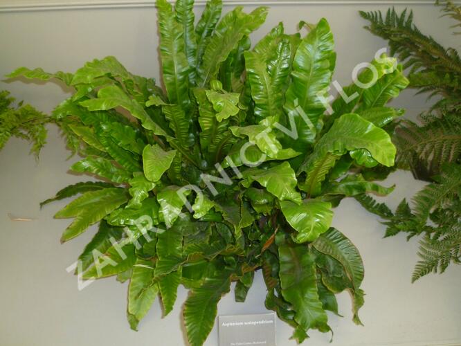 Jelení jazyk - Asplenium scolopendrium